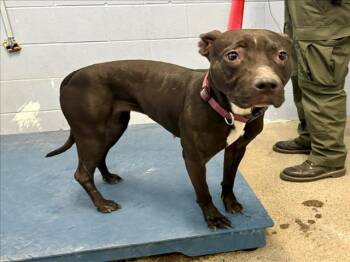 Rescue Pit Bull Terrier Dogs for Adoption in Woodland, California - *SPRINKLE | PetCurious