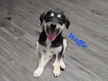 Rescue Mixed Breed Dogs for Adoption in Joliet, Illinois - Waffle | PetCurious