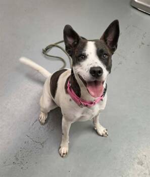 Zinnia -  Pit Bull Terrier Dog for Adoption in Phoenix, Oregon - Zinnia | PetCurious