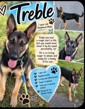 Treble -  German Shepherd Dog Dog for Adoption in Houston, Texas - Treble | PetCurious