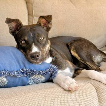 Lizzie -  Siberian Husky and Boston Terrier Dog for Adoption in Tunica, Mississippi - Lizzie | PetCurious