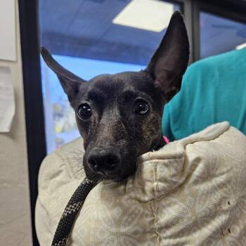 Chihuahua Dogs Available for Adoption in Gainesville, Florida - Kodi | PetCurious