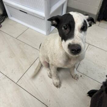 Luigi - Local October 9-11 -  German Shepherd Dog and Labrador Retriever Dog for Adoption in Brookshire, Texas - Luigi - Local October 9-11 | PetCurious