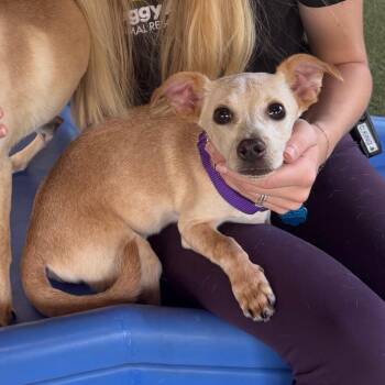 Morris -  Chihuahua Dog for Adoption in West Palm Beach, Florida - Morris | PetCurious