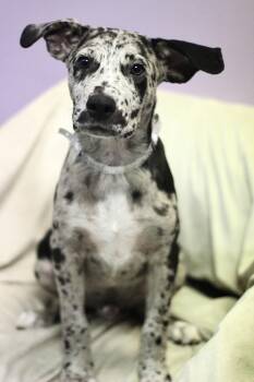 Mighty in NH. Come Meet our Adoptable Dogs Wednesday-Saturday. M -  Catahoula Leopard Dog Dog for Adoption in Manchester, New Hampshire - Mighty In NH. Come Meet Our Adoptable Dogs Wednesday-Saturday. M | PetCurious