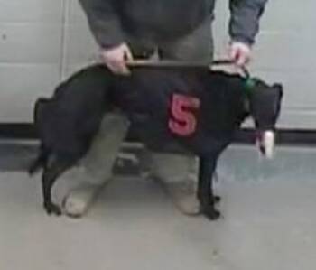 Rescue Greyhound Dogs for Adoption in Allentown, Pennsylvania - Ww Sunny Day | PetCurious