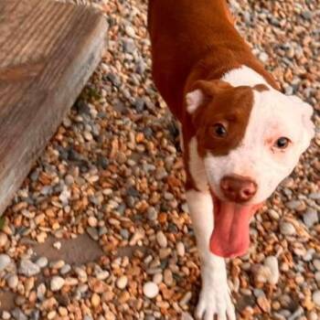 Ibizan Hound Dogs Available for Adoption in Yonkers, New York - Freya | PetCurious