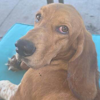 Hitch -  Basset Hound Dog for Adoption in Pittsburg, Kansas - Hitch | PetCurious