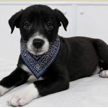 Shepherd and Labrador Retriever Dogs Available for Adoption in La Grange, Kentucky - Peanut | PetCurious