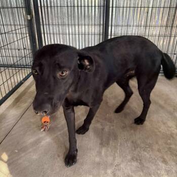 Rescue Black Labrador Retriever Dogs for Adoption in Perryville, Arkansas - Stella | PetCurious