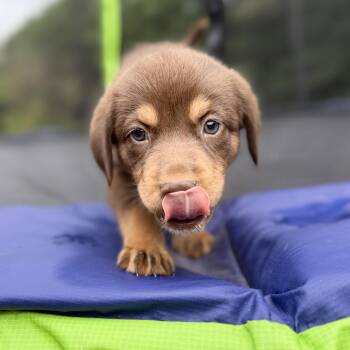 Shepherd Dogs Available for Adoption in Fosters, Alabama - TEXAS TUMBLEWEED  | PetCurious