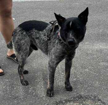 Cosmo -  Cattle Dog Dog for Adoption in Ellicott City, Maryland - Cosmo | PetCurious