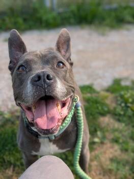 Manny -  Pit Bull Terrier Dog for Adoption in Cleveland, Ohio - Manny | PetCurious