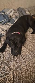 Kira -  Cane Corso Dog for Adoption in Beverly Hills, California - Kira | PetCurious