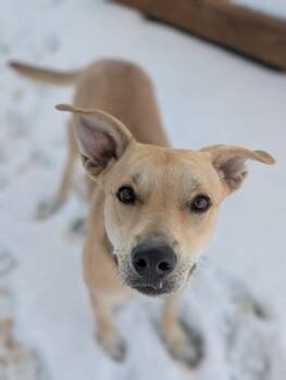 Mixed Breed Dogs Available for Adoption in Divide, Colorado - Soleil | PetCurious