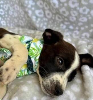 Bernard -  Border Collie and Spaniel Dog Available for Adoption in Morton Grove, Illinois - Bernard | PetCurious