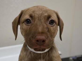 Ma Rainey -  Pit Bull Terrier Dog for Adoption in Portland, Oregon - Ma Rainey | PetCurious