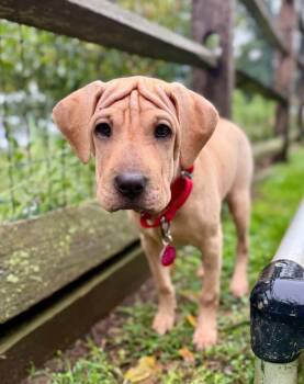 Saki -  Shar Pei Dog for Adoption in Avondale, Pennsylvania - Saki | PetCurious
