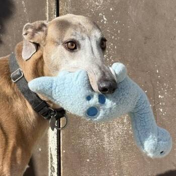 Rescue Greyhound and Lurcher Dogs for Adoption in Indianapolis, Indiana - Drew | PetCurious