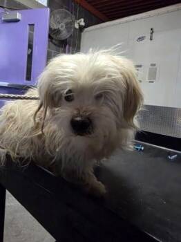 61309059 -  Mixed Breed Dog for Adoption in El Paso, Texas - 61309059 | PetCurious
