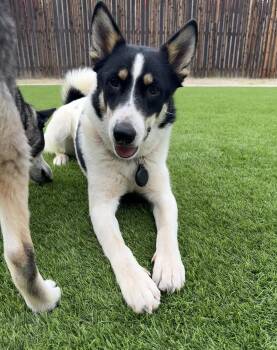 Newton -  Siberian Husky and Australian Cattle Dog Blue Heeler Dog for Adoption in Scottsdale, Arizona - Newton | PetCurious