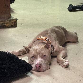 Kilo -  Pit Bull Terrier Dog for Adoption in Medford Lakes, New Jersey - Kilo | PetCurious