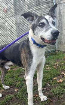Rescue Cattle Dog and Mixed Breed Dogs for Adoption in Valley View, Ohio - George | PetCurious