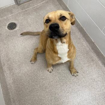 Kane -  Mixed Breed Dog for Adoption in Horn Lake, Mississippi - Kane | PetCurious
