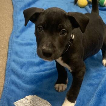 Rescue Pit Bull Terrier and Labrador Retriever Dogs for Adoption in South Elgin, Illinois - Spruce | PetCurious