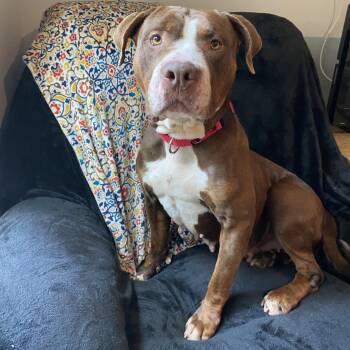 Hershey -  Mixed Breed Dog for Adoption in Port Charlotte, Florida - Hershey | PetCurious