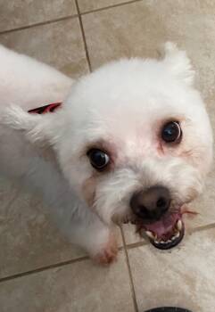 Rescue Maltipoo Dogs for Adoption in Lancaster, California - Aries | PetCurious