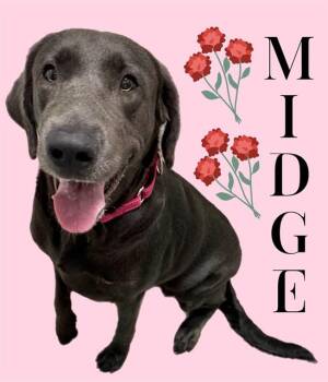 MIDGE -  Labrador Retriever Dog for Adoption in Sarasota, Florida - MIDGE | PetCurious