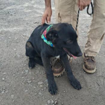 Maverick -  Mixed Breed Dog for Adoption in Dekalb, Illinois - Maverick | PetCurious