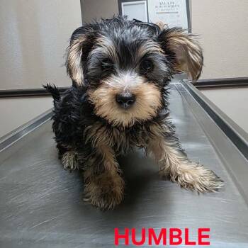 Humble Tita BIC NV -  Yorkshire Terrier Dog for Adoption in Las Vegas, Nevada - Humble Tita BIC NV | PetCurious