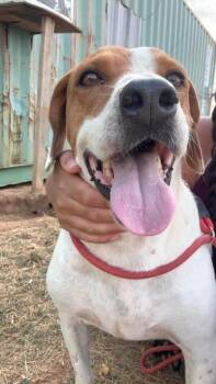 TJ -  Hound Dog for Adoption - TJ | PetCurious