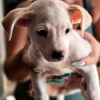 Malibu -  Miniature Dachshund Dog for Adoption in Cartersville, Georgia - Malibu | PetCurious