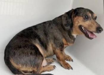 Dachshund and Mixed Breed Dogs Available for Adoption - A651368 | PetCurious