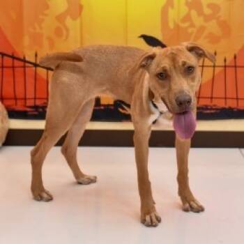 Rescue Pit Bull Terrier Dogs for Adoption in Brock, Texas - Raleigh | PetCurious