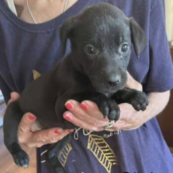 Olivia -  Labrador Retriever and Mixed Breed Dog for Adoption - Olivia | PetCurious