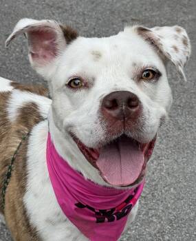 Bean -  Pit Bull Terrier Dog for Adoption in Anderson, Indiana - Bean | PetCurious