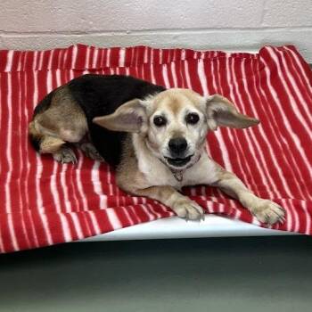 SVAS-Stray-38811 -  Beagle Dog for Adoption in Lyndhurst, Virginia - SVAS-Stray-38811 | PetCurious