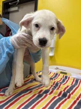 Maysilee -  Mixed Breed Dog for Adoption in Raleigh, North Carolina - Maysilee | PetCurious
