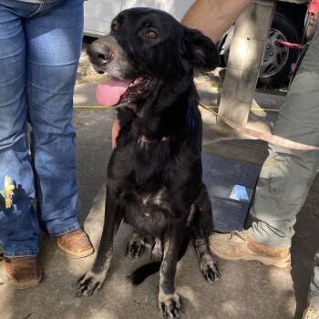 Ace -  Shepherd Dog for Adoption in Hackett, Arkansas - Ace | PetCurious