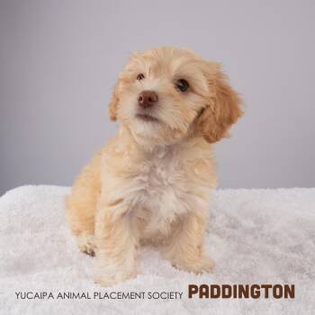 Paddington -  Maltese Dog for Adoption in Yucaipa, California - Paddington | PetCurious