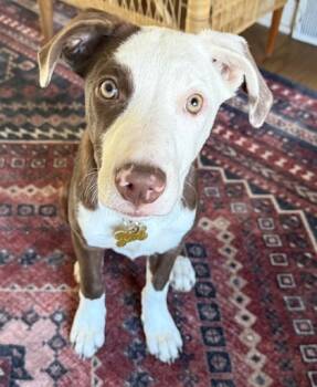 Rescue Border Collie and Mixed Breed Dogs for Adoption in De Soto, Iowa - Rosetta | PetCurious
