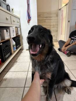 Australian Cattle Dog Blue Heeler Dogs Available for Adoption in Russellville, Kentucky - Rowdy | PetCurious