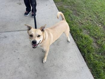 Rescue German Shepherd Dog and Siberian Husky Dogs for Adoption in Ontario, California - DOOMSDAY | PetCurious