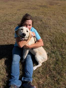 Rescue Labrador Retriever Dogs for Adoption in Dalworthington Gardens, Texas - Baby | PetCurious