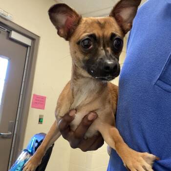 Mixed Breed Dogs Available for Adoption - Koda | PetCurious