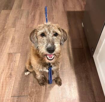 Airedale Terrier Dogs Available for Adoption - Joy | PetCurious